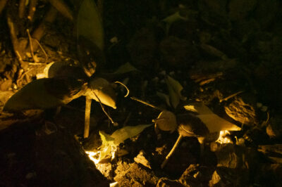 Luciérnagas de juguete