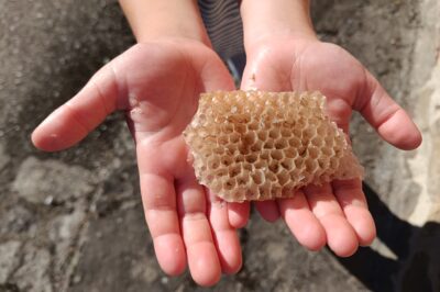 Abejas y hexágonos