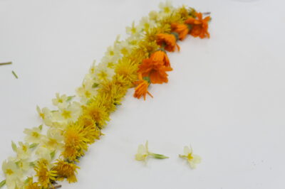 Laboratorio floral